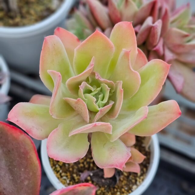 トロピカルガーデン オフィシャルサイト