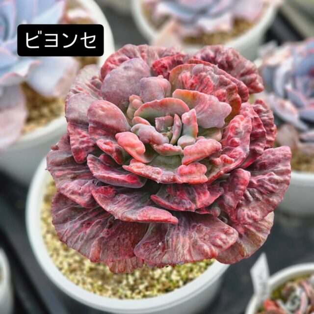 トロピカルガーデン オフィシャルサイト